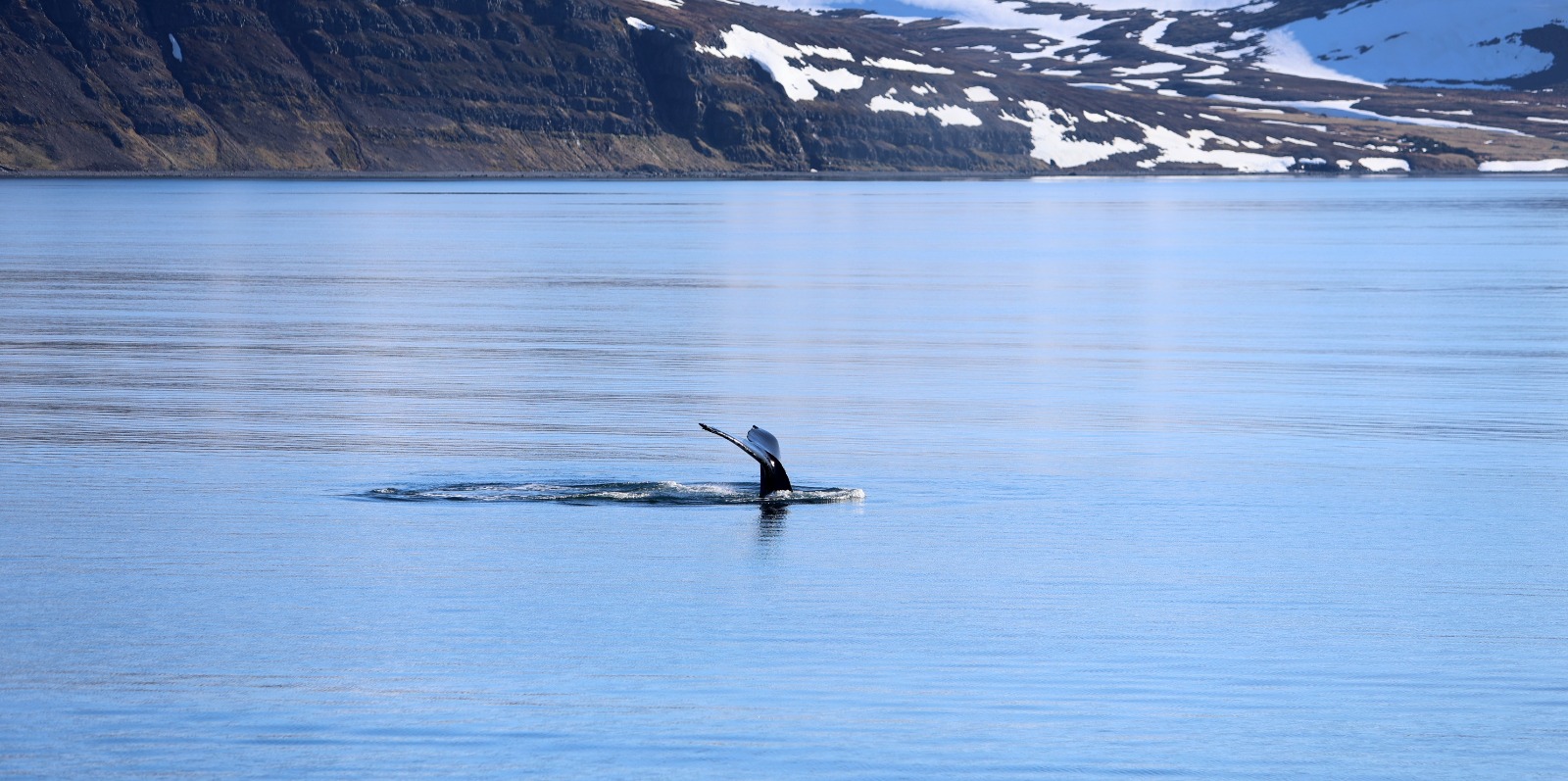 Marine environment observation